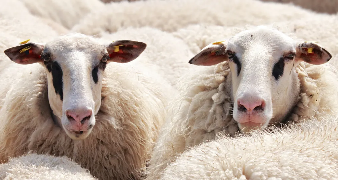 Photo d'illustration de mouton 