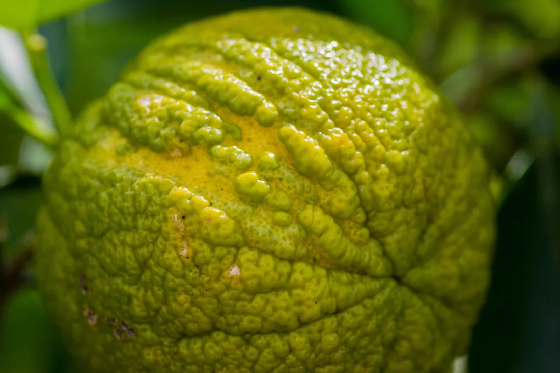 Photo du fruit bergamote 