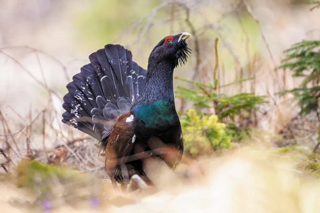 Le Grand Tétras a une nouvelle fois été réintroduit dans le massif des Vosges dernièrement