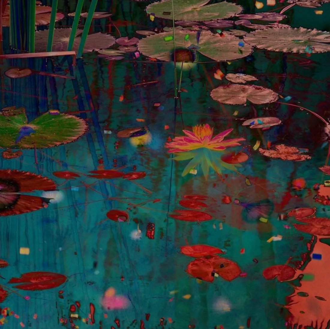 Adeline Spengler propose ses clichés sur le Circuit des Hortensias à Ploërmel.