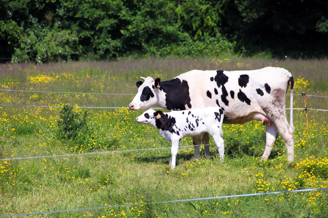 Syndicat des Jeunes Agriculteurs de Bretagne