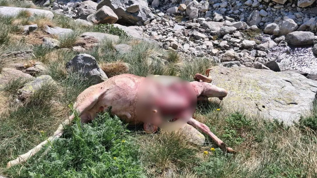 L'ASPAP signale plusieurs attaques d’ours dans la vallée du Garbet