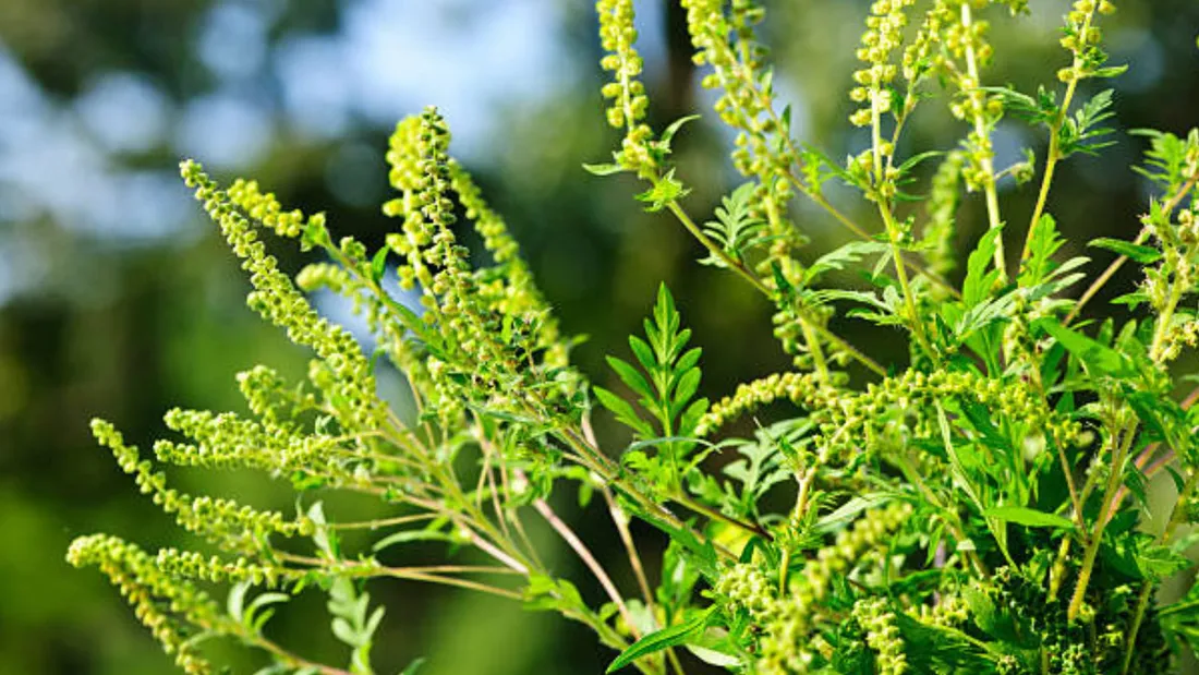 L’Ambroisie mobilise le Couserans face à un enjeu sanitaire