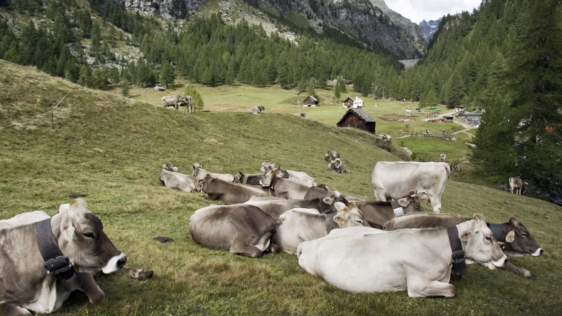 L’Ariège classée en zone vaccinale II : de nouvelles règles pour les déplacements de bovins