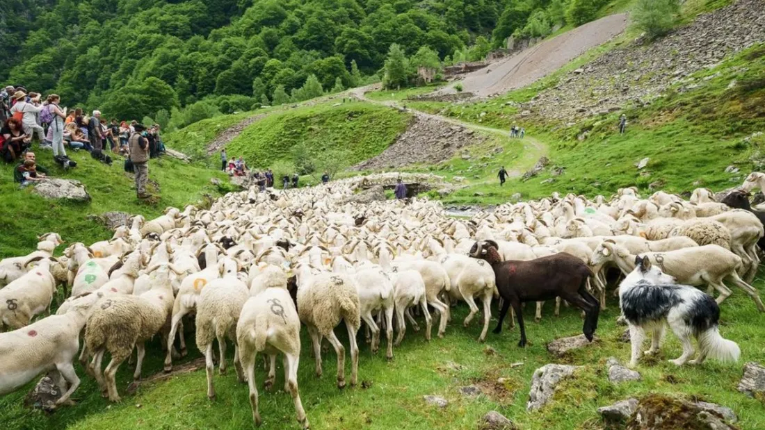 Les transhumances reviennent dans les vallées du Couserans