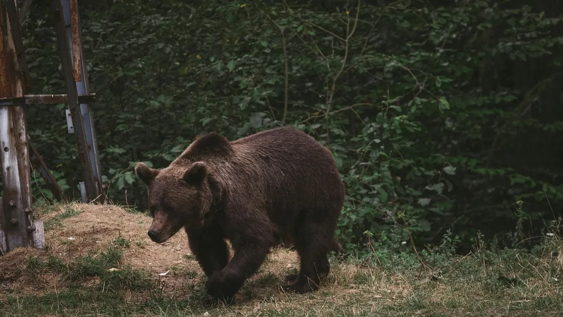 Attaques d’ours : le Couserans demeure le secteur le plus touché en 2025