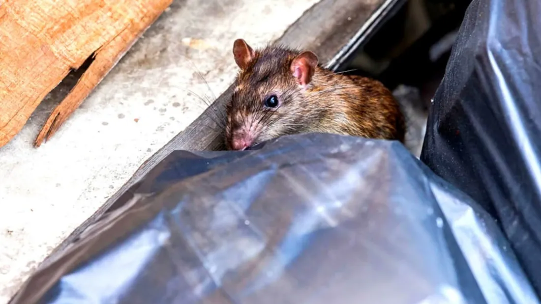 Rimont : un garage abandonné provoque une invasion de rats dans le village