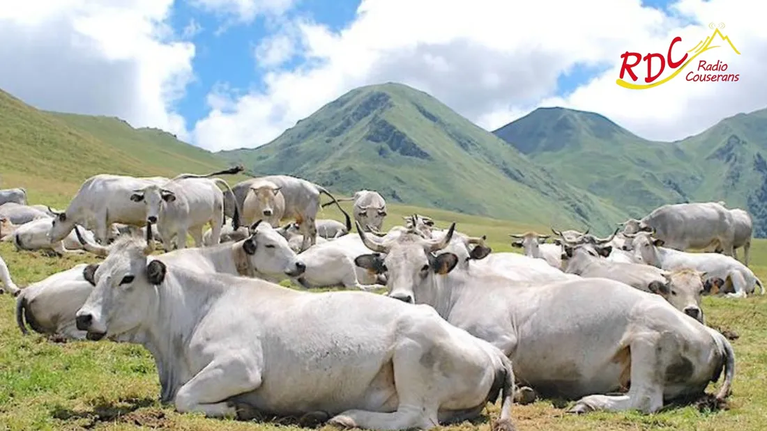 Un nouveau foyer présumé de dermatose nodulaire contagieuse dans le Couserans (Ariège)
