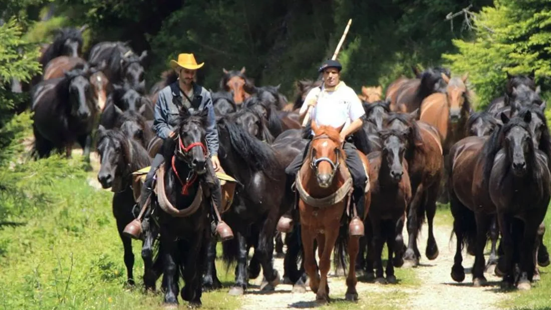 la transhumance de Bethmale fête ses 20 ans