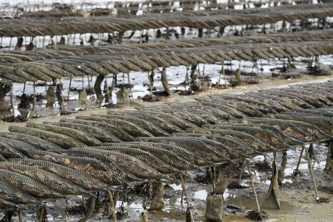 La Charente-Maritime produit chaque année un tiers de la production nationale d'huîtres.
