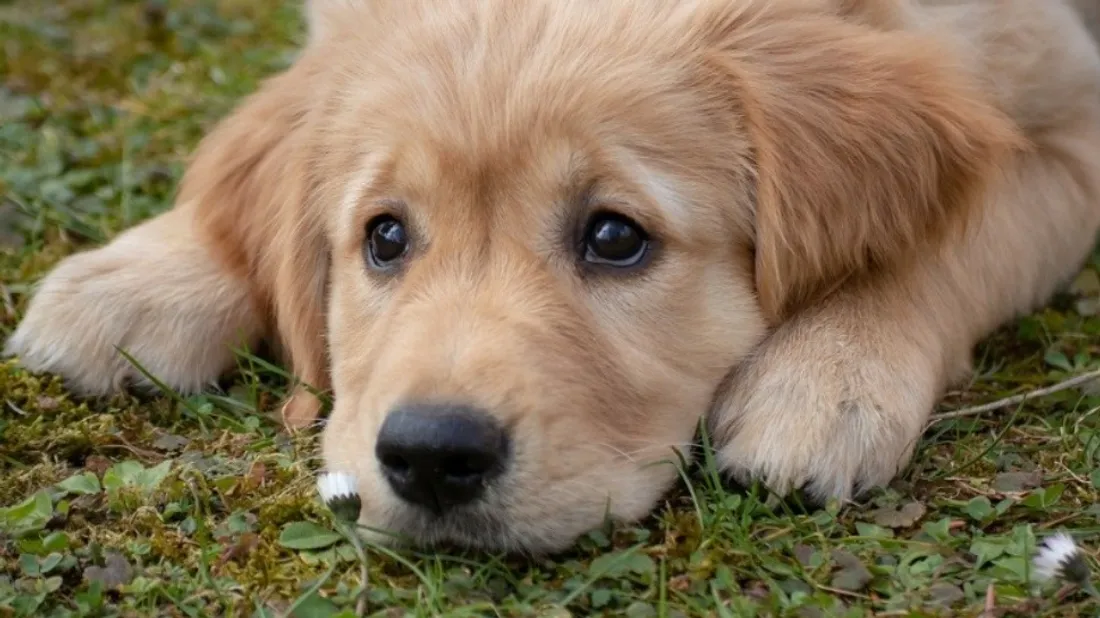 Italie : une province autonome fait la guerre... aux déjections des chiens