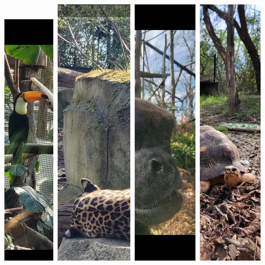 Le parc zoologique de Paris fête ses 10 ans de réouverture