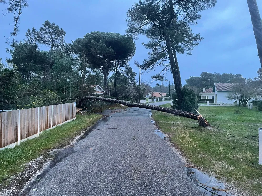 Un arbre à terre à Montalivet