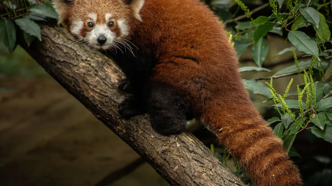 Un panda roux qui marche sur un arbre