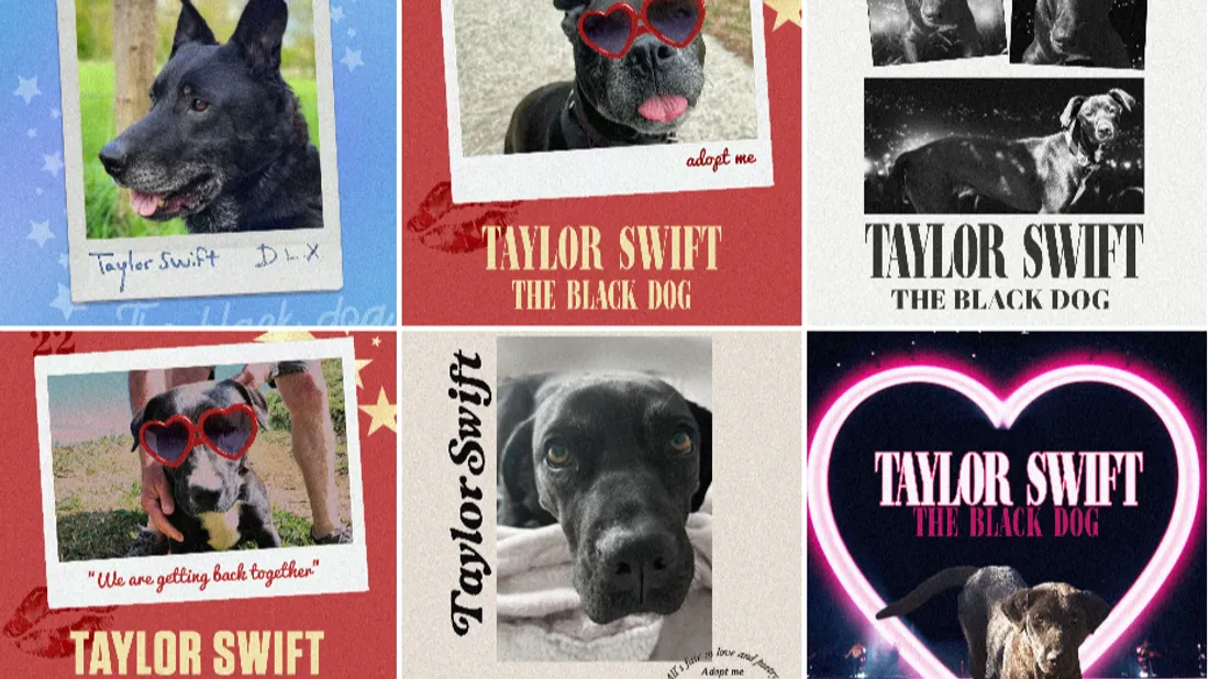 Tous les chiens noirs ont été rebaptisés Taylor Swift.