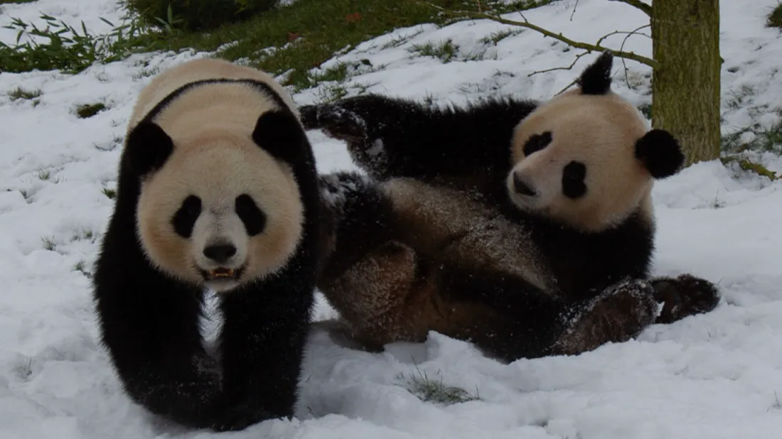 Les deux pandas retournent en Chine après 13 ans dans le zoo de Beauval