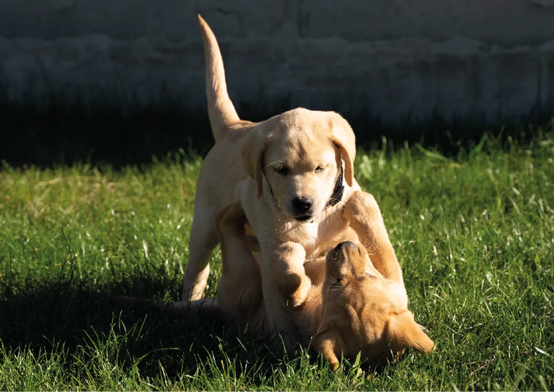 chiens guides chiots