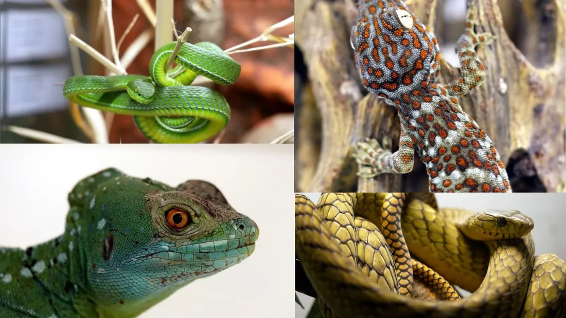 Sélection de plusieurs reptiles que l'on peut retrouver chez Philippe Gillet
