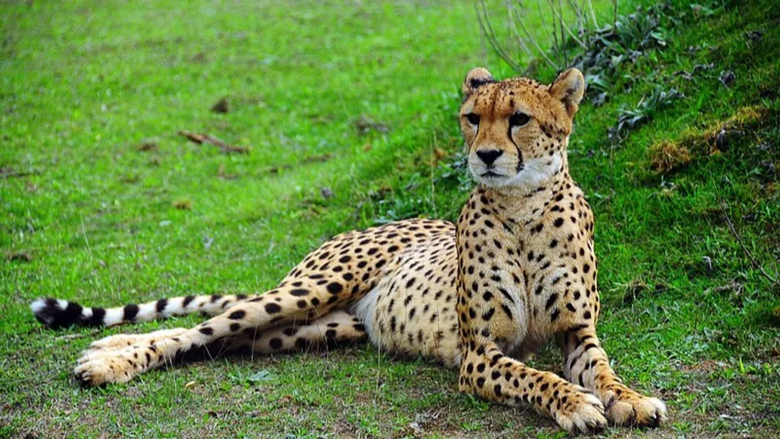 Un guépard au Bio Parc de Doué-la-Fontaine