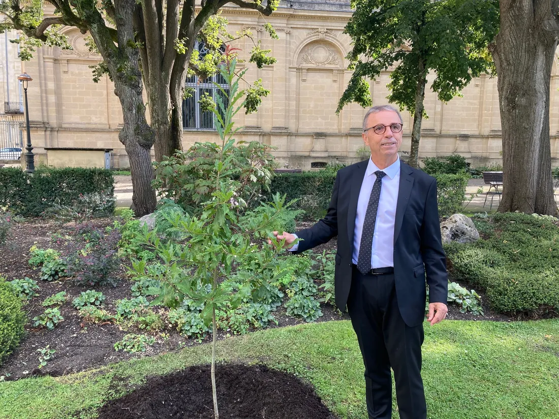 Pierre Hurmic, maire de Bordeaux, au côté du chêne planté avec le roi Charles III
