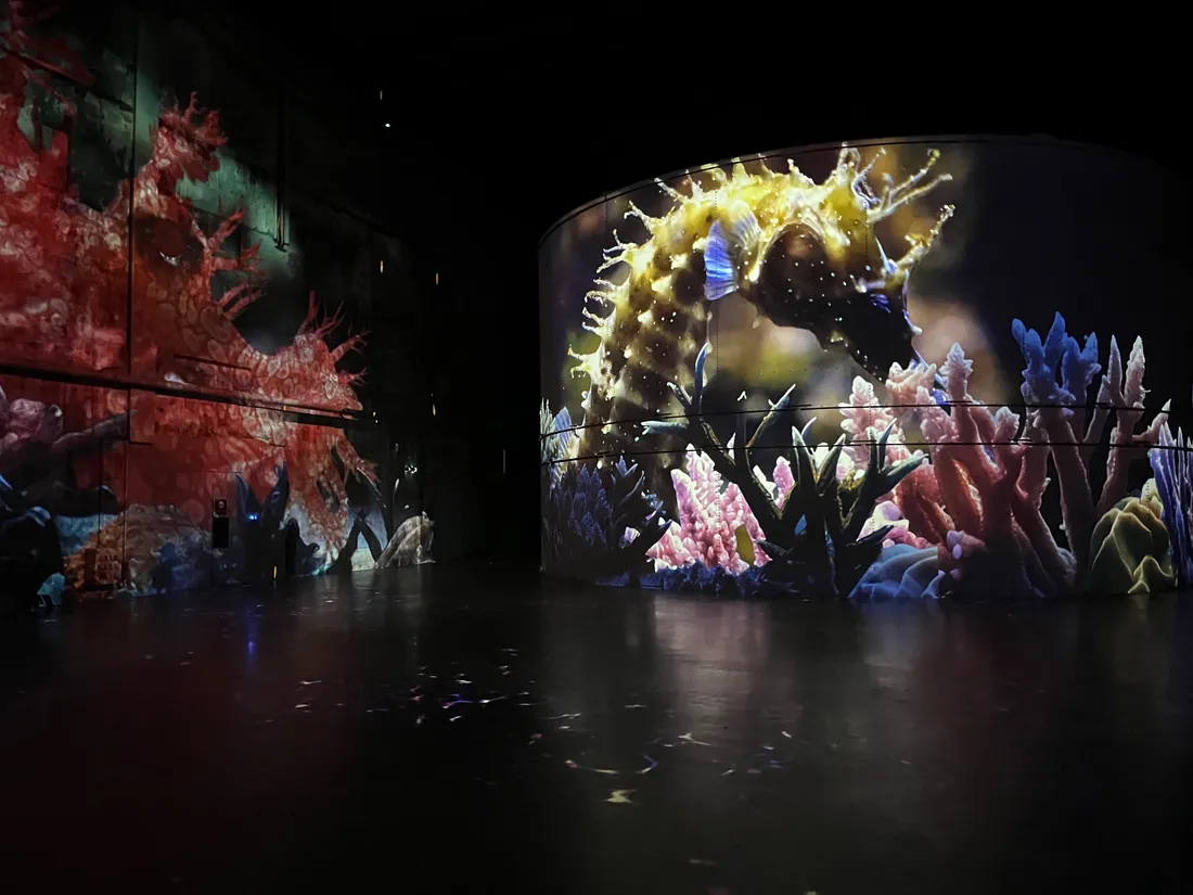 L'expo Océan : immersion dans le monde sous-marin aux Bassins des Lumières