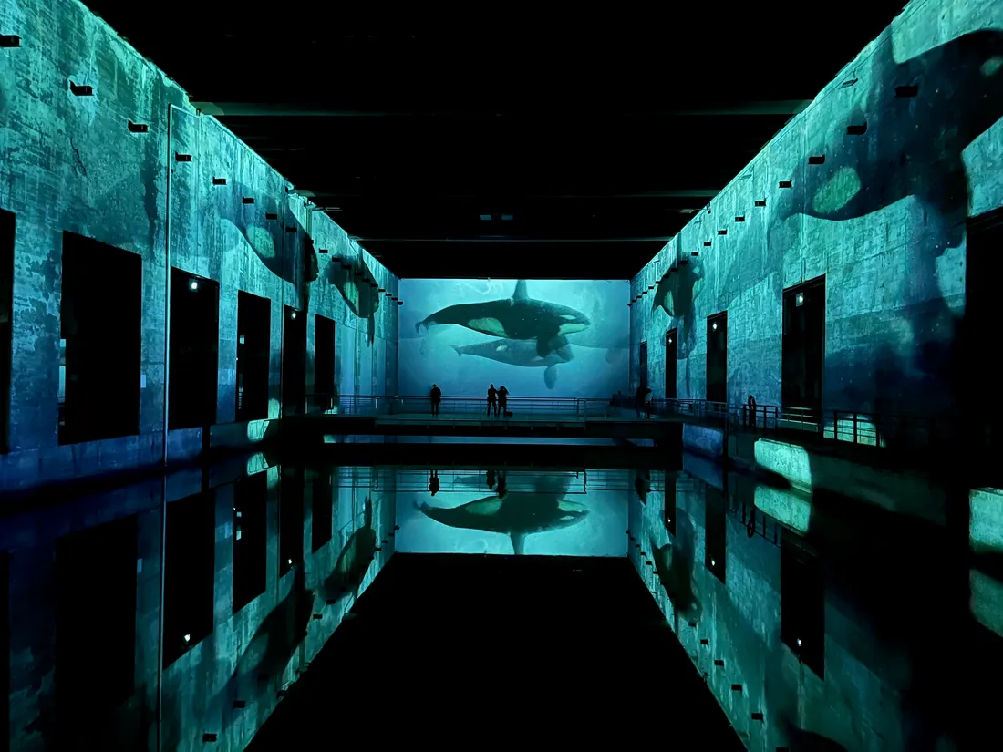 L'expo Océan : immersion dans le monde sous-marin aux Bassins des Lumières
