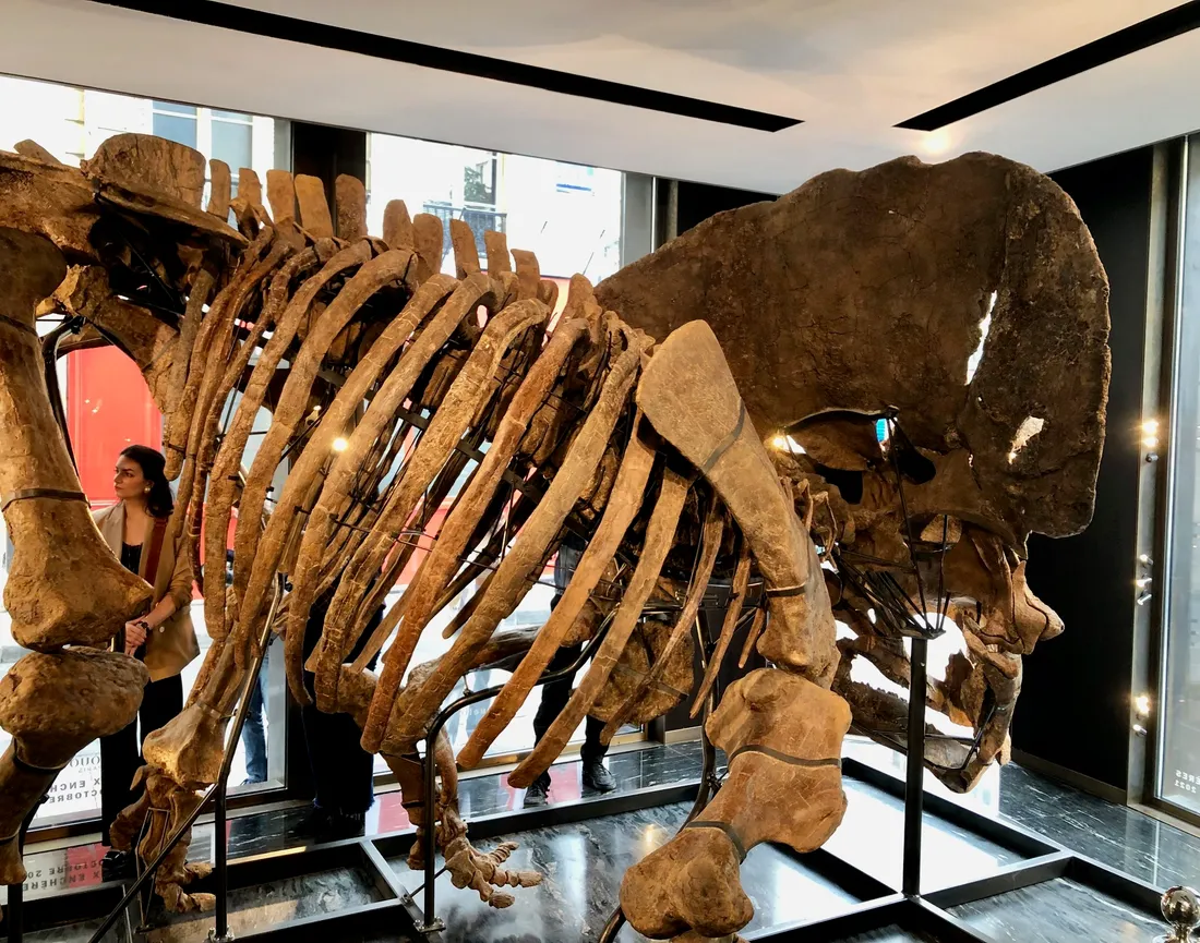 Le tricératops est exposé rue des archives, dans le quartier du Marais.