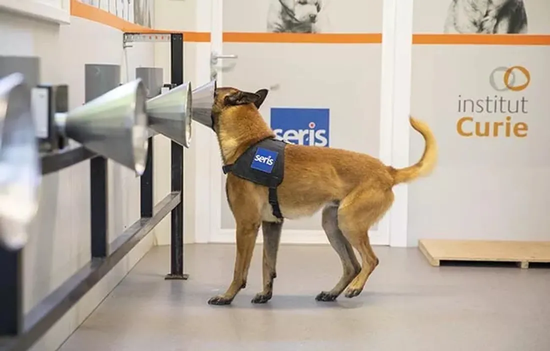 Test de détection d'échantillons de transpiration par l'un des chiens pour "sentir" le cancer