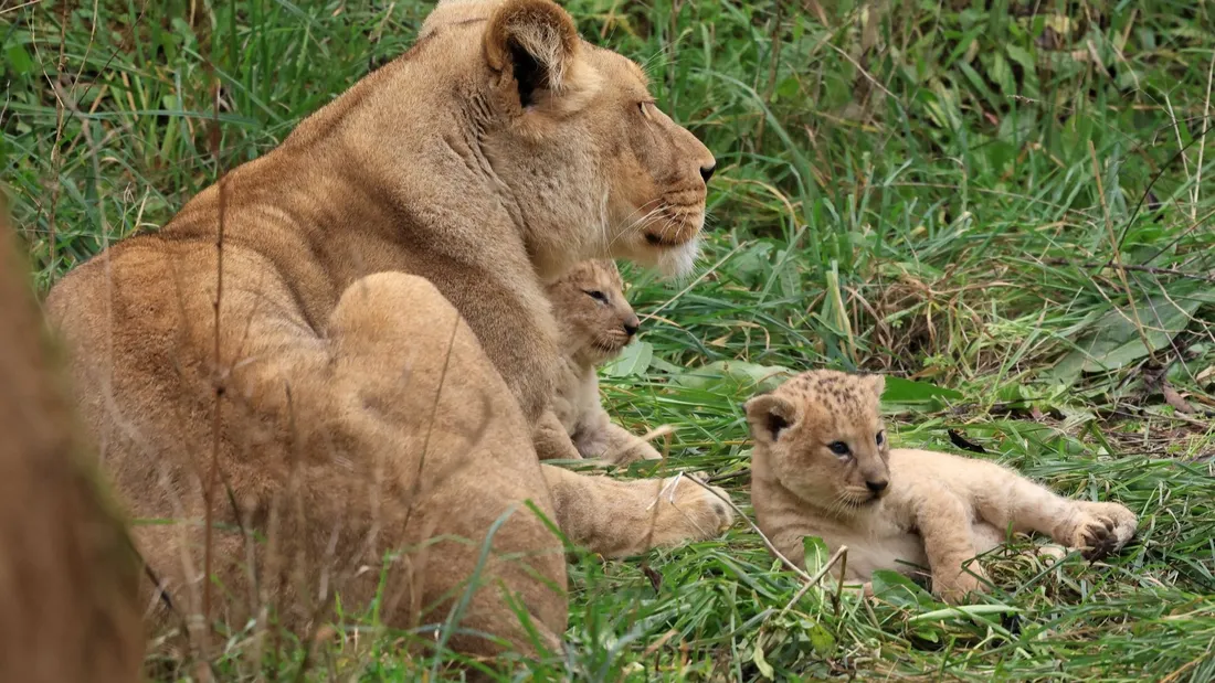 Deux lionceaux sont nés au Bioparc de Doué-la-Fontaine