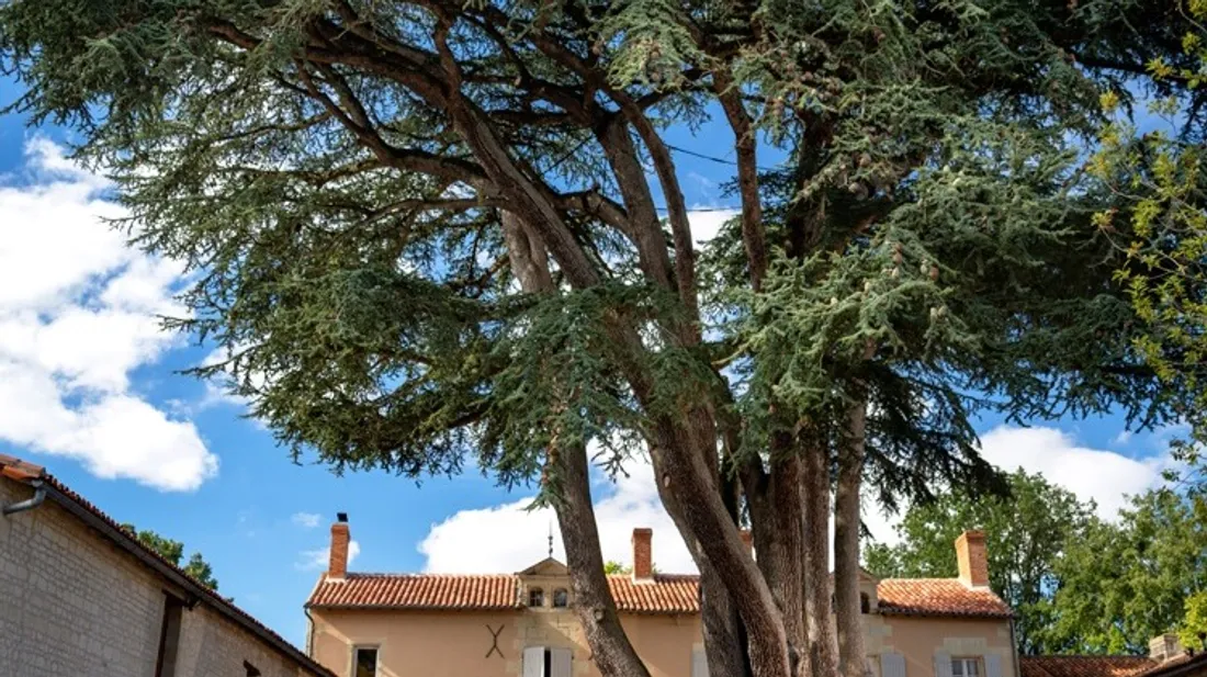 Le cèdre du Liban de Bournand dans la Vienne.