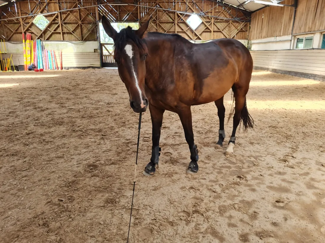 Histoire, la jument disparue vers Lège-Cap-Ferret