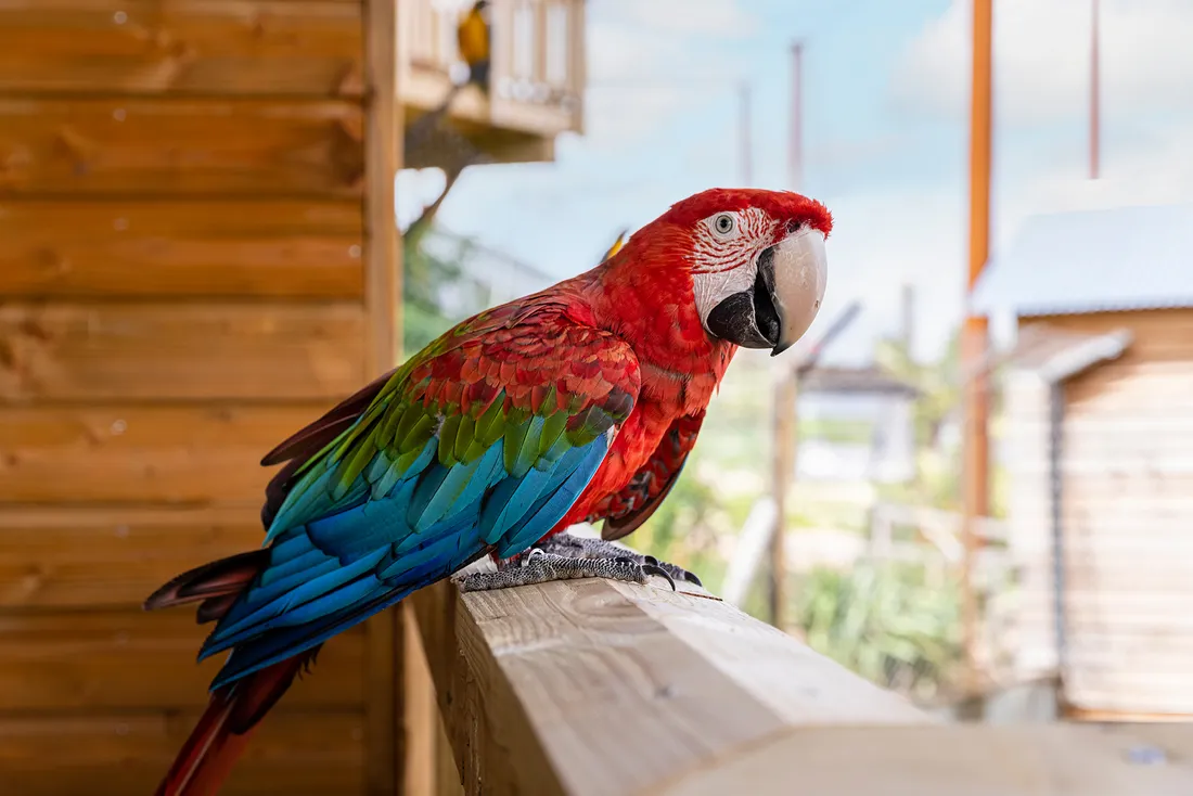 Parrot World Perroquet 2 ©Ronan ROCHER - 300dpi