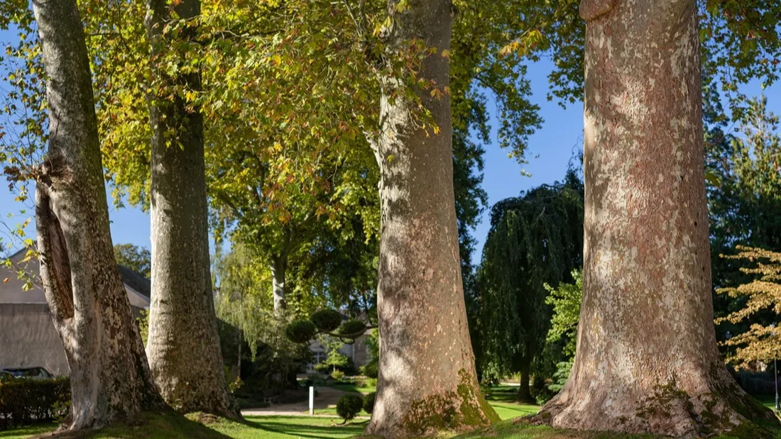 Le platane de Fontenay-le-Comte en Vendée.