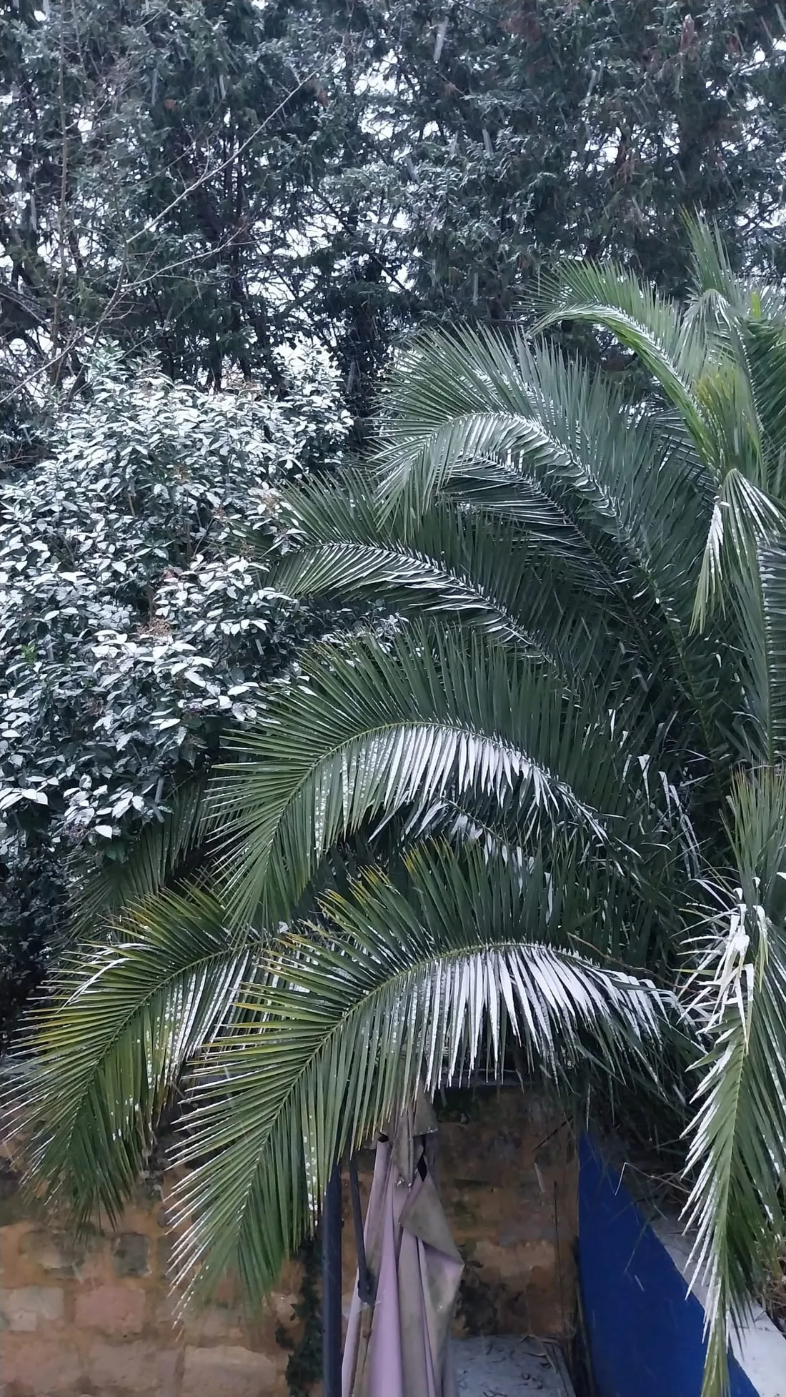 Les Caraïbes enneigés au Bouscat ?