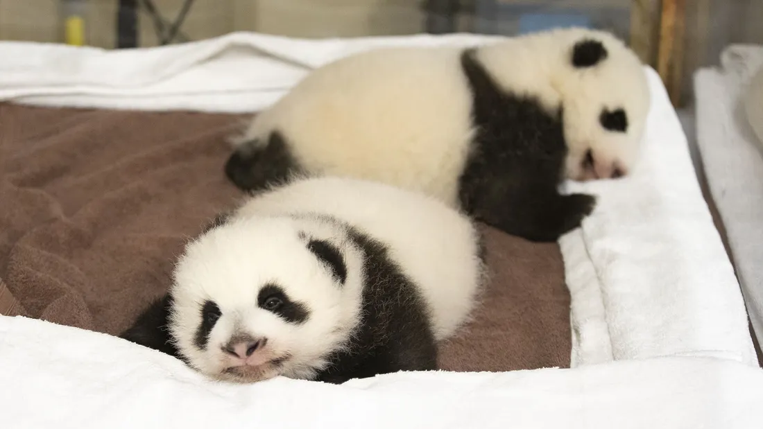 Fleur de Coton et Petite Neige, les jumelles pandas du Zoo de Beauval.