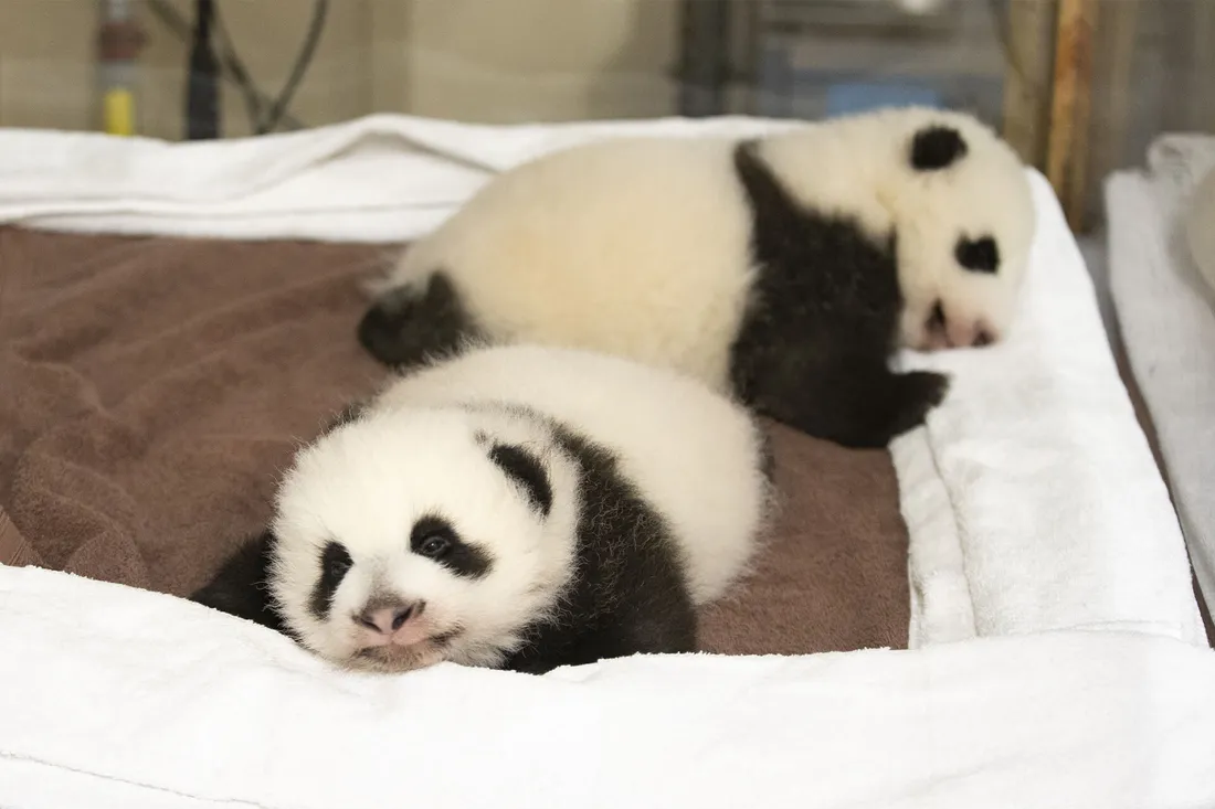 Fleur de Coton et Petite Neige, les jumelles pandas du Zoo de Beauval.