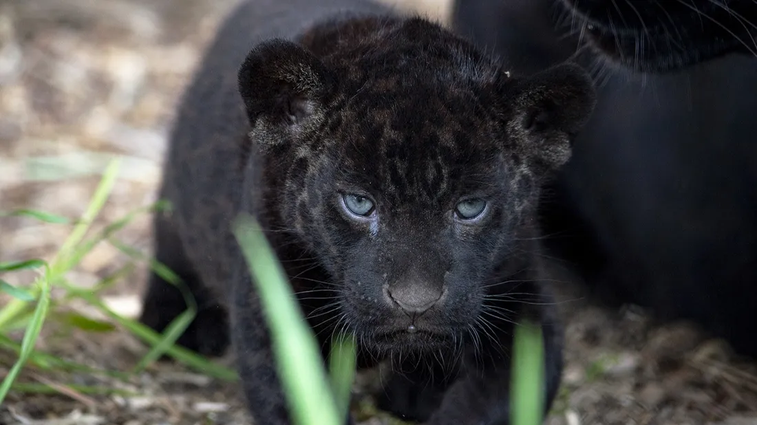 Bébé jaguar Parrot World