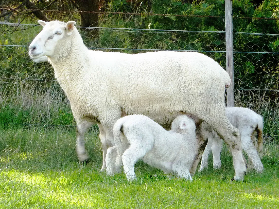 Une brebis. Image d'illustration.