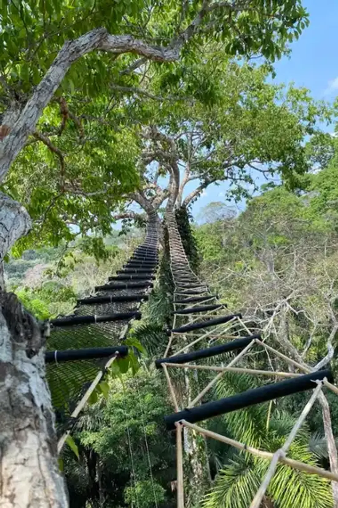 Pont suspendu dans la Jungle au Pérou