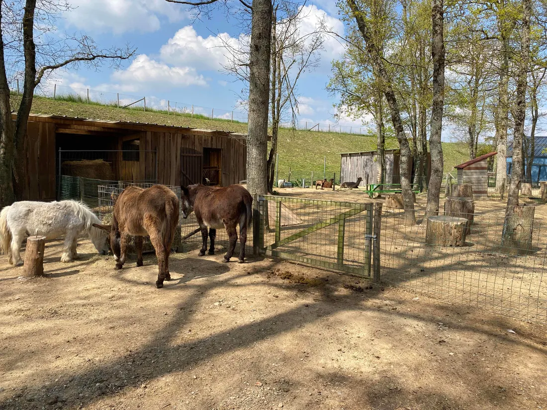 Vibration - Family Park