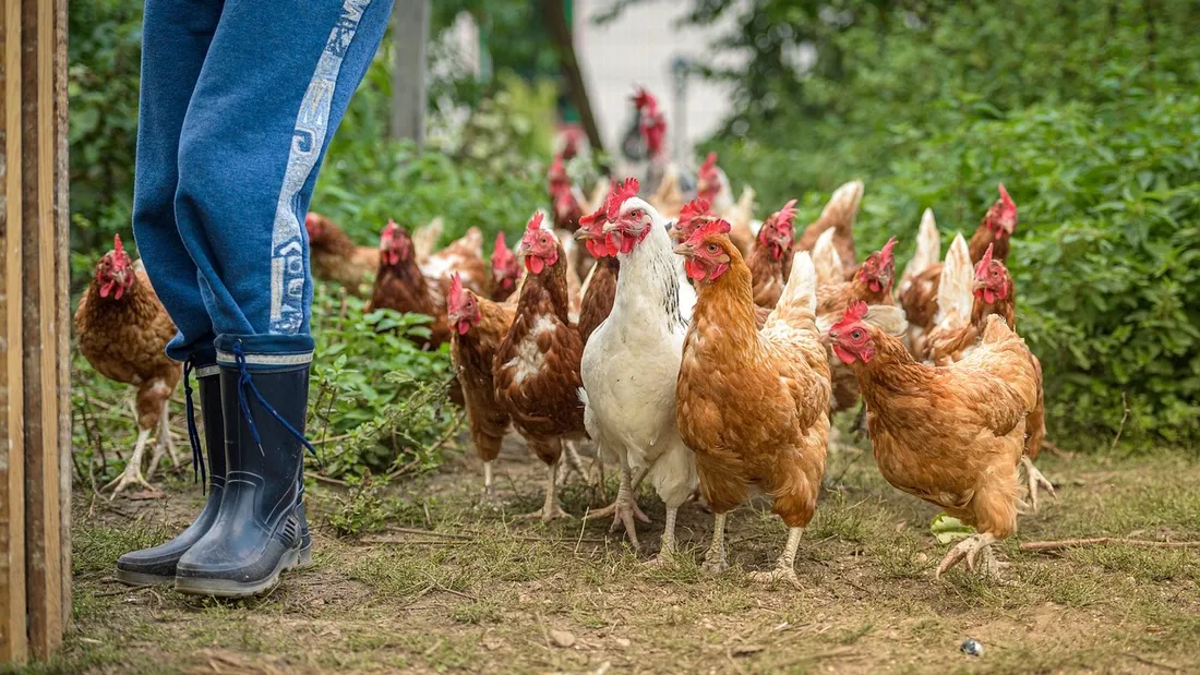 Des poulets en élevage - Photo d'illustration