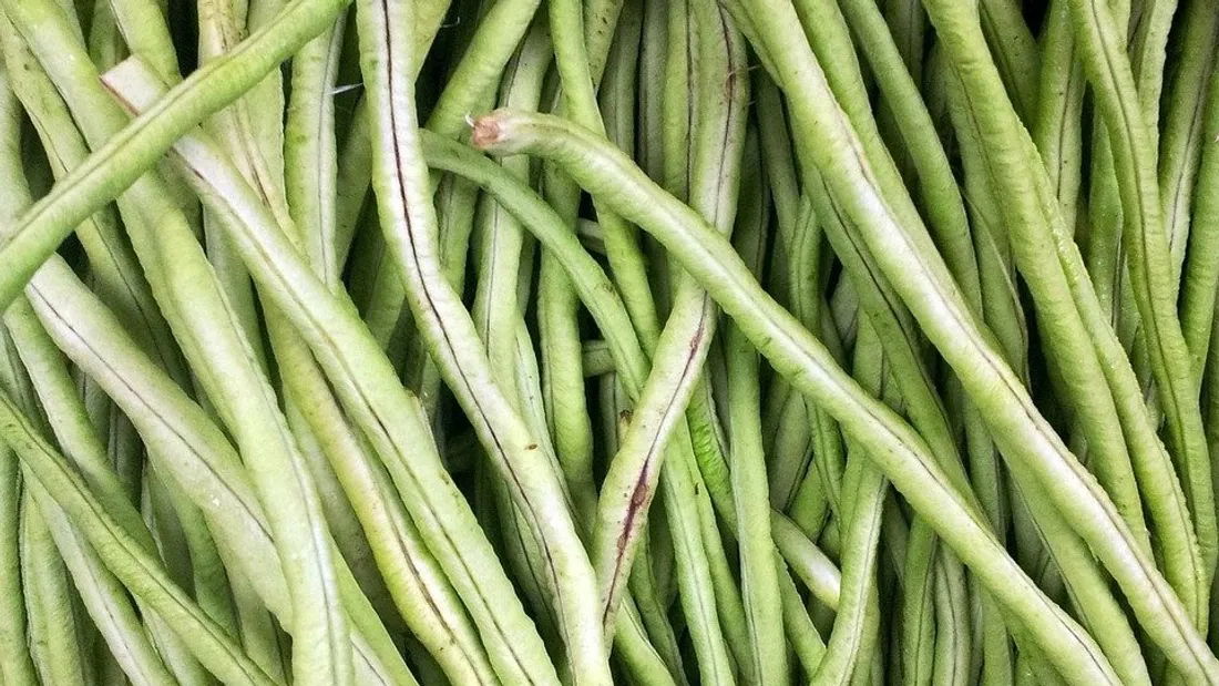 150 tonnes de haricots verts bio sont proposées gratuitement par le couple d'agriculteurs.