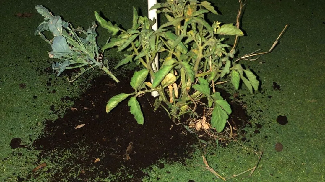 Des légumes ont été plantés sur des terrains de golf.