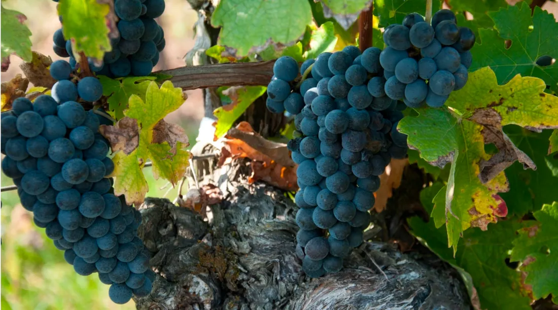 Château de Bonhoste