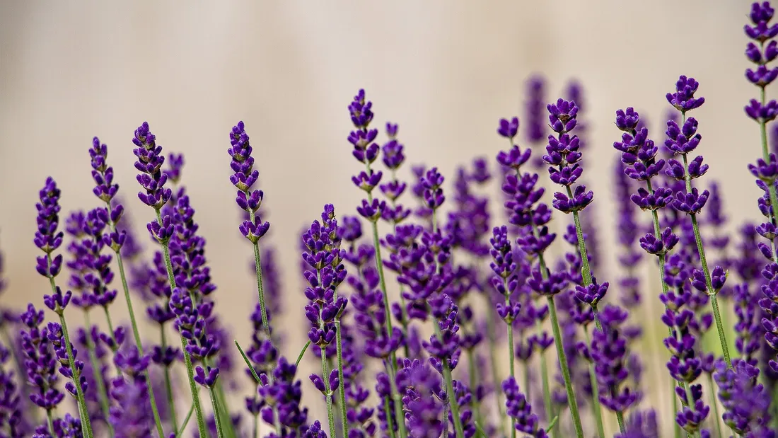 Treize hectares de lavande ont été plantés le mois dernier à Diors et Levroux dans l’Indre. 
