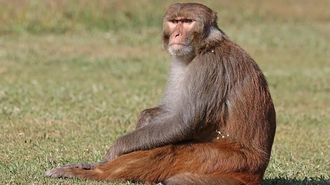 Inde : des « hommes-singes » recrutés… pour faire fuir les macaques !