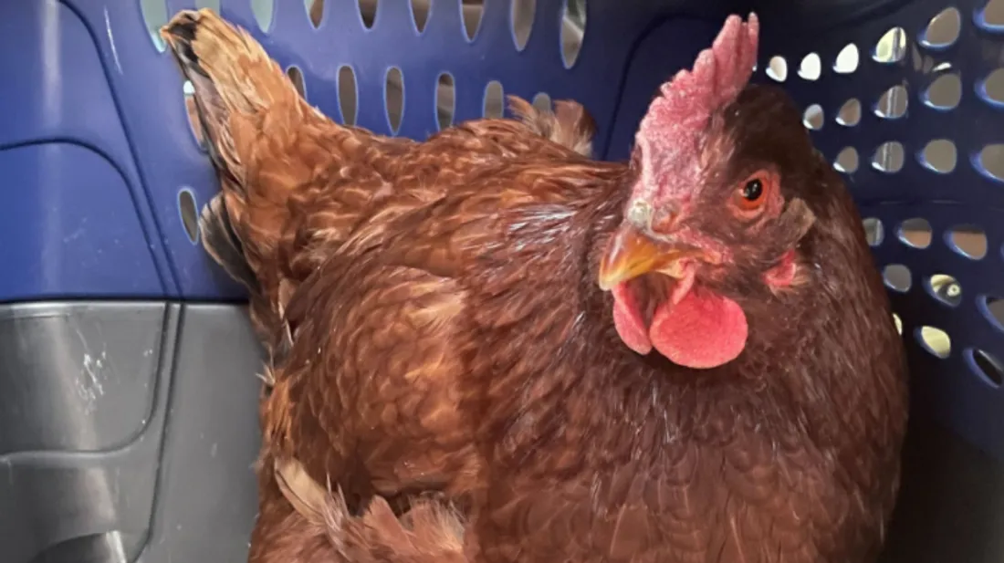 Une poule arrêtée alors qu’elle tente d'entrer au Pentagone