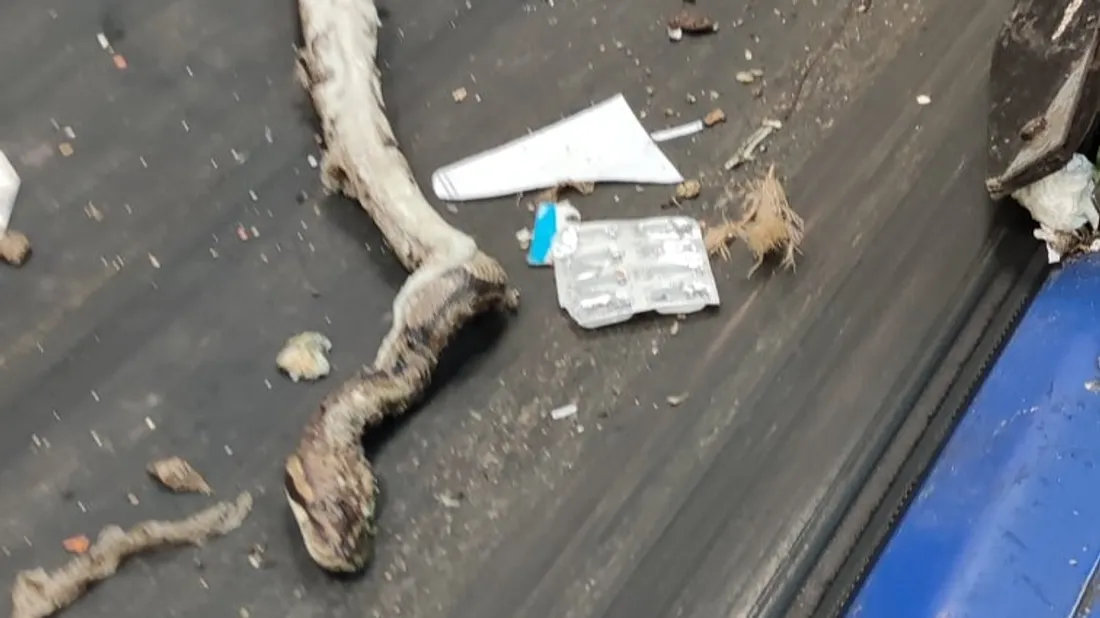 Un serpent mort découvert au centre de tri de Châteauroux.