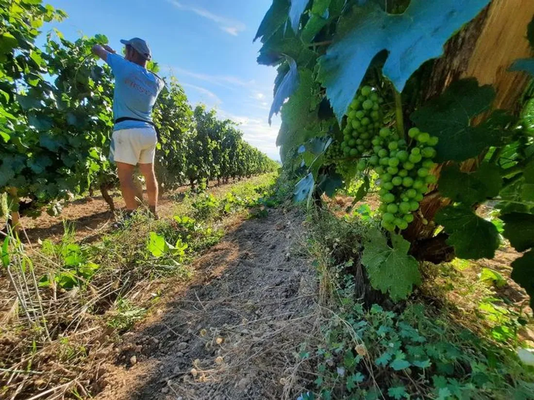 Les vendanges sont avancées par rapport aux autres années