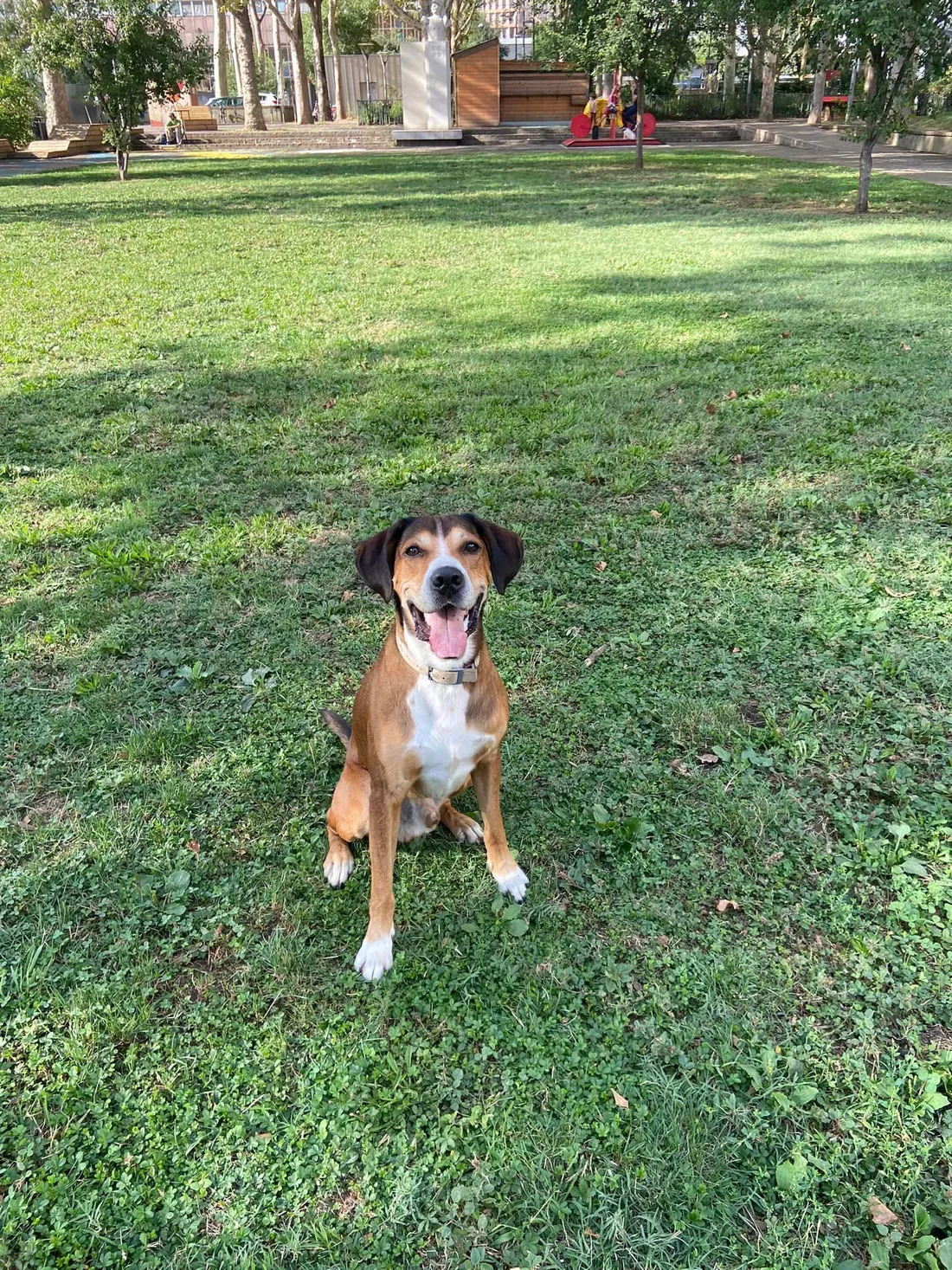 chien porté disparu